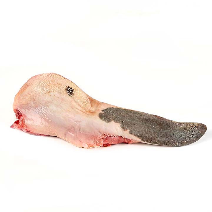 LENGUA DE RES UND